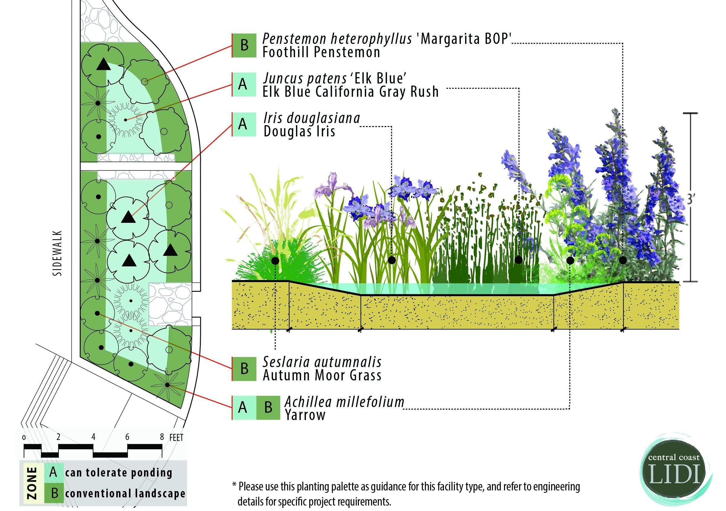 Bioretention Plant Palettes